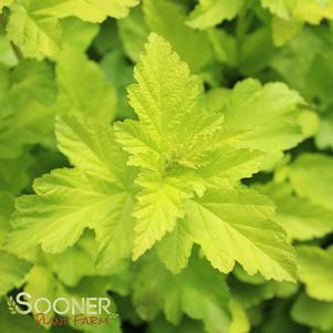 0 units available! Pre-Order Qty: 0