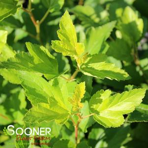 0 units available! Pre-Order Qty: 0