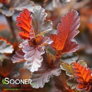 3 units available! Pre-Order Qty: 0