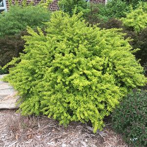 16 units available! Pre-Order Qty: 0