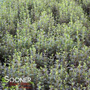 0 units available! Pre-Order Qty: 444