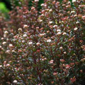 0 units available! Pre-Order Qty: 0