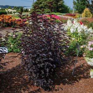 0 units available! Pre-Order Qty: 0