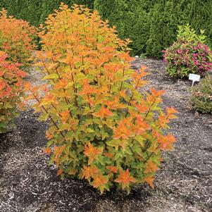 0 units available! Pre-Order Qty: 0