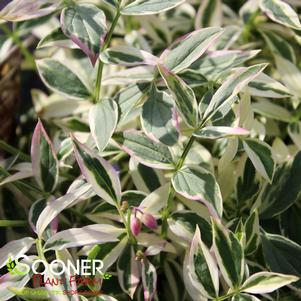 0 units available! Pre-Order Qty: 0