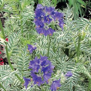 0 units available! Pre-Order Qty: 0