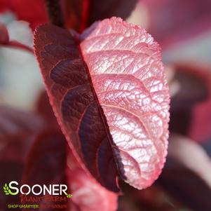 0 units available! Pre-Order Qty: 0