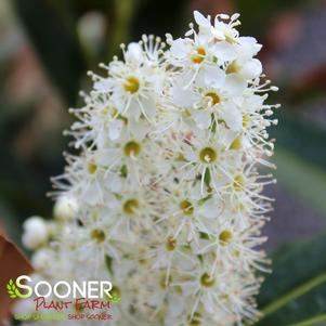 0 units available! Pre-Order Qty: 0