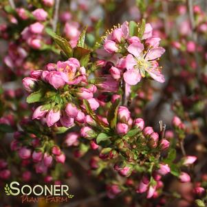 0 units available! Pre-Order Qty: 0