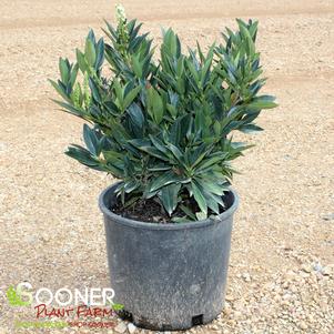 0 units available! Pre-Order Qty: 0