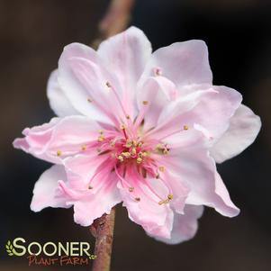 5 units available! Pre-Order Qty: 0