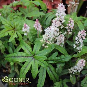 0 units available! Pre-Order Qty: 0