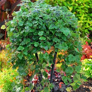 0 units available! Pre-Order Qty: 0