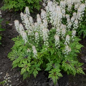 0 units available! Pre-Order Qty: 0