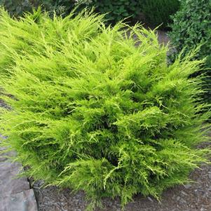 0 units available! Pre-Order Qty: 0