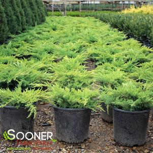 0 units available! Pre-Order Qty: 0