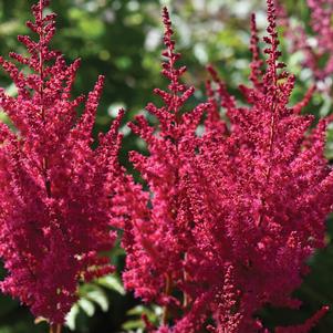 0 units available! Pre-Order Qty: 0