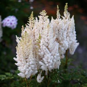 0 units available! Pre-Order Qty: 0