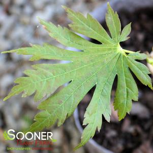 0 units available! Pre-Order Qty: 0