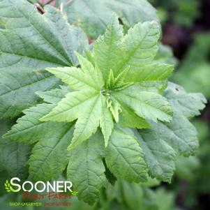 7 units available! Pre-Order Qty: 0