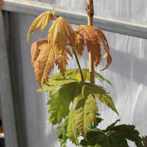 0 units available! Pre-Order Qty: 0