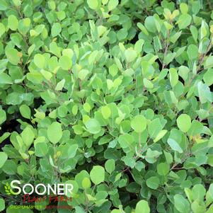 105 units available! Pre-Order Qty: 0