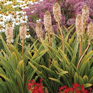 0 units available! Pre-Order Qty: 0