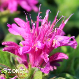 0 units available! Pre-Order Qty: 0