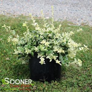 2 units available! Pre-Order Qty: 0