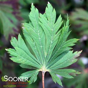 0 units available! Pre-Order Qty: 0