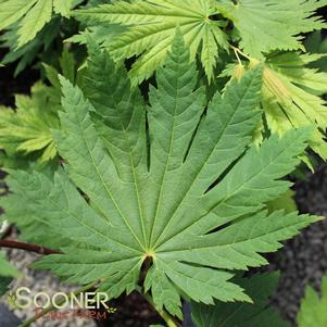 0 units available! Pre-Order Qty: 2