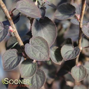 4 units available! Pre-Order Qty: 0