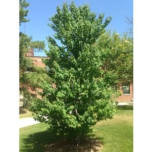 0 units available! Pre-Order Qty: 0