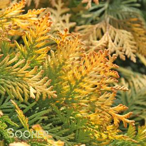 244 units available! Pre-Order Qty: 0