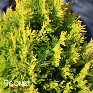 0 units available! Pre-Order Qty: 0