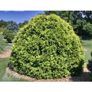 0 units available! Pre-Order Qty: 0