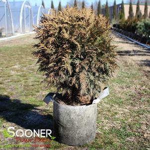 3 units available! Pre-Order Qty: 0