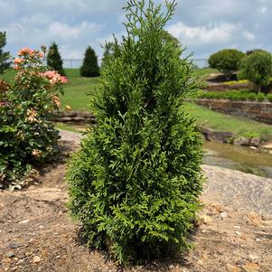 257 units available! Pre-Order Qty: 0