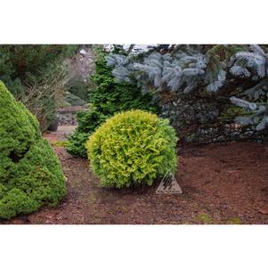 0 units available! Pre-Order Qty: 0