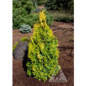 0 units available! Pre-Order Qty: 0