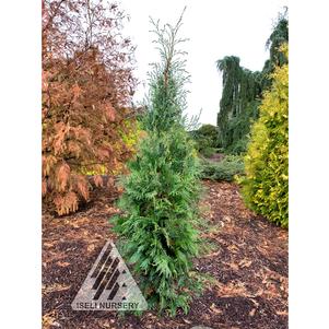 0 units available! Pre-Order Qty: 0