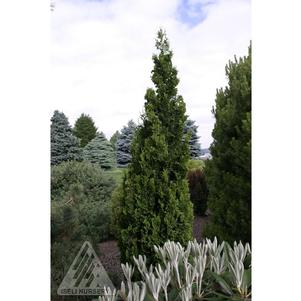 0 units available! Pre-Order Qty: 0