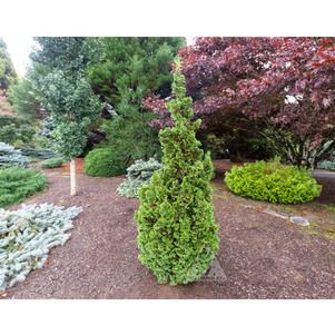 0 units available! Pre-Order Qty: 0