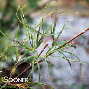 0 units available! Pre-Order Qty: 0