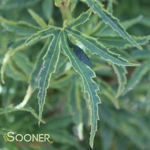 0 units available! Pre-Order Qty: 9