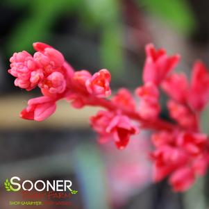 0 units available! Pre-Order Qty: 0