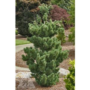 0 units available! Pre-Order Qty: 0