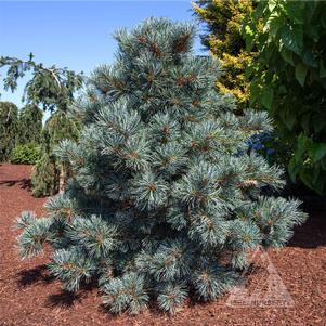 0 units available! Pre-Order Qty: 0