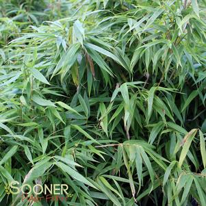 0 units available! Pre-Order Qty: 0