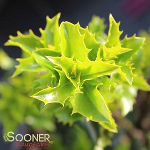 16 units available! Pre-Order Qty: 0